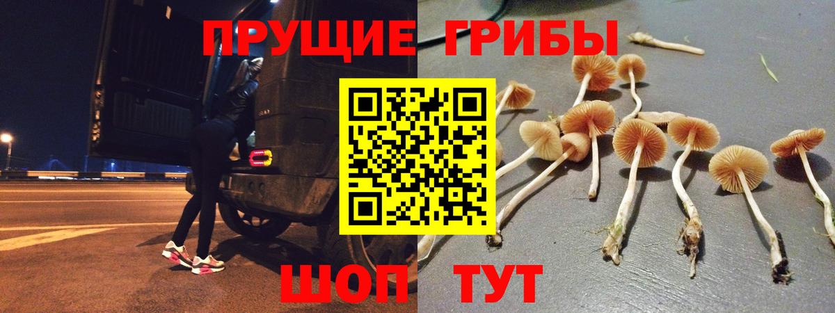 Орск  где продают наркотики  Вход с VPN  Псилоцибиновые грибы Psilocybine cubensis 